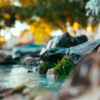 close up photography of green moss on rock