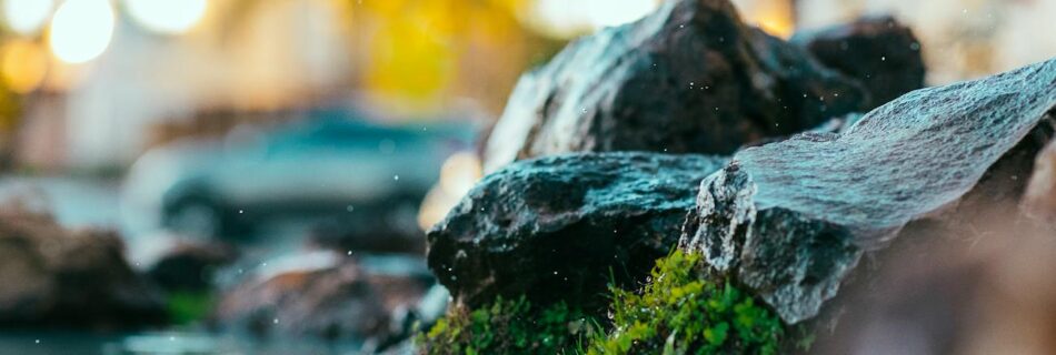 close up photography of green moss on rock