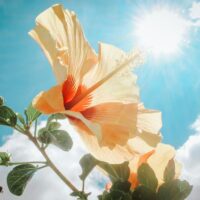 photography of yellow hibiscus under sunlight