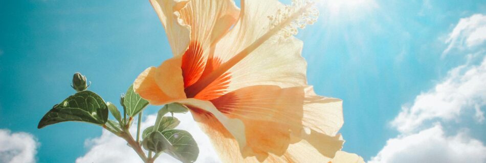 photography of yellow hibiscus under sunlight