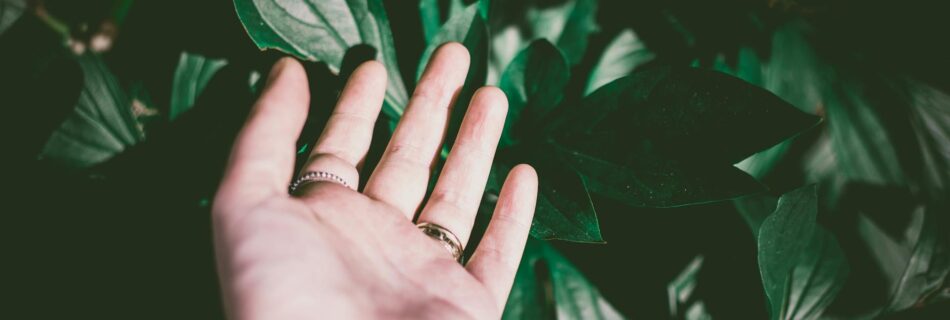 person wearing silver colored ring touching green leaf