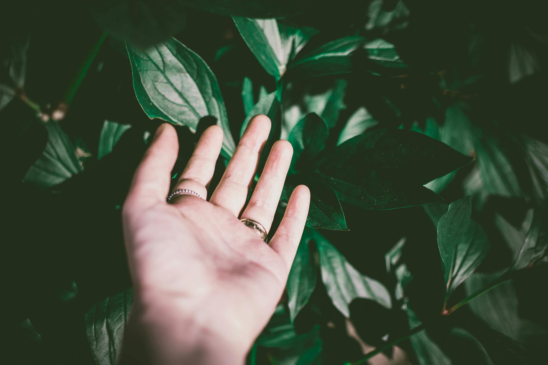 person wearing silver colored ring touching green leaf