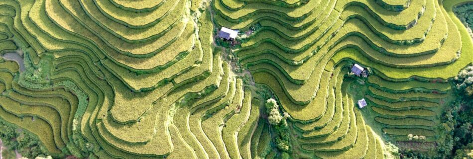 green agriculture plantations