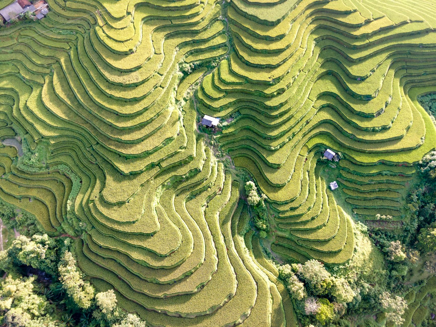 green agriculture plantations