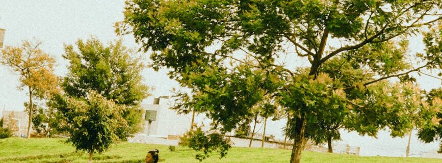 a person is running in a park with a dog