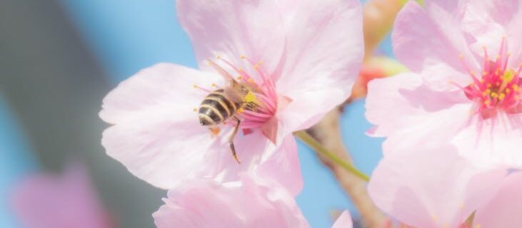 bee pollinating cherry blossom in spring