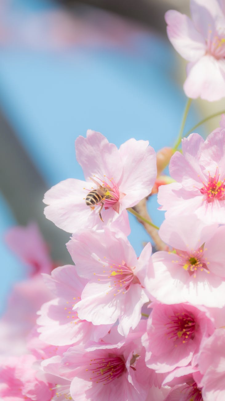 bee pollinating cherry blossom in spring