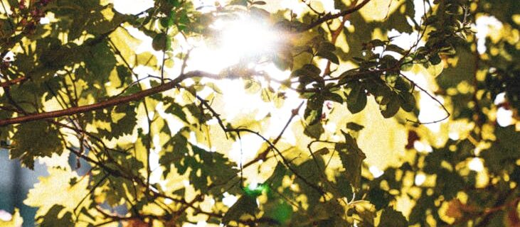 sunlight shinning through foliage branches