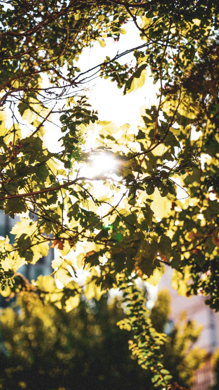 sunlight shinning through foliage branches