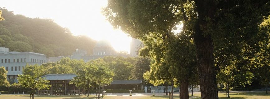 trees in park at sunset