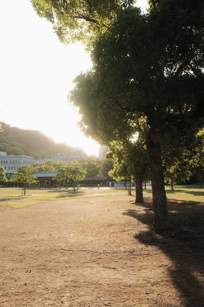 trees in park at sunset